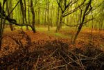 Autumn Mecsek - Mecsek ősszel