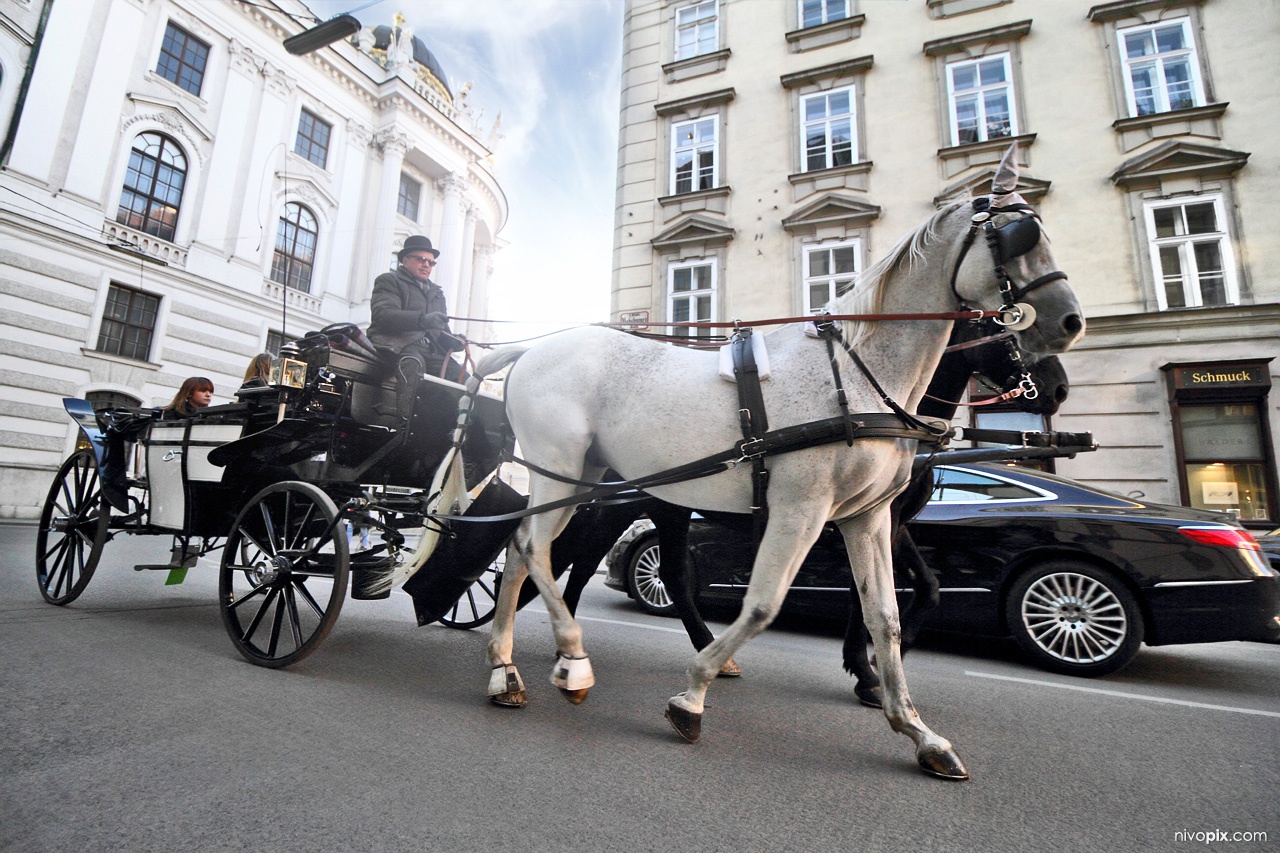 Horse-Drawn Carriage, Hofburg, Vienna