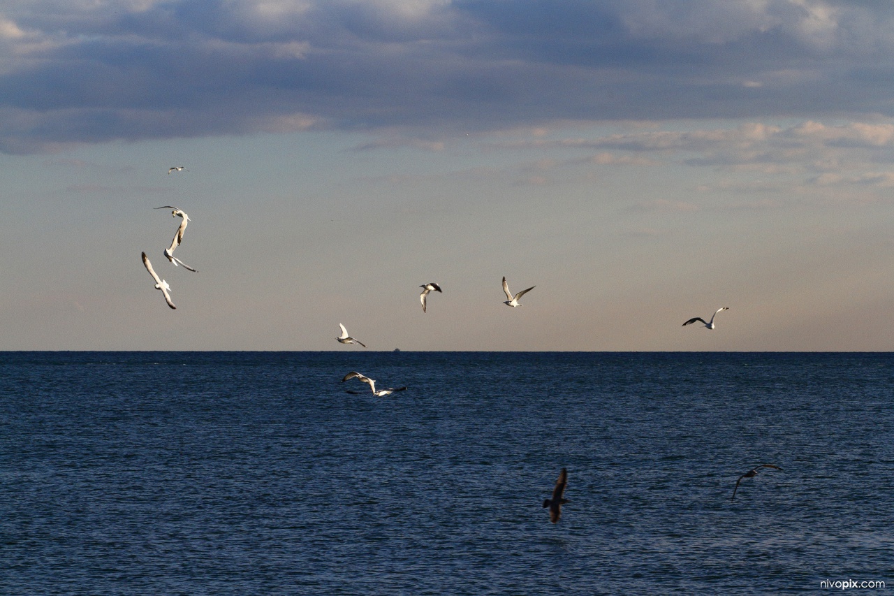 Atlantic Ocean, from Coney Island