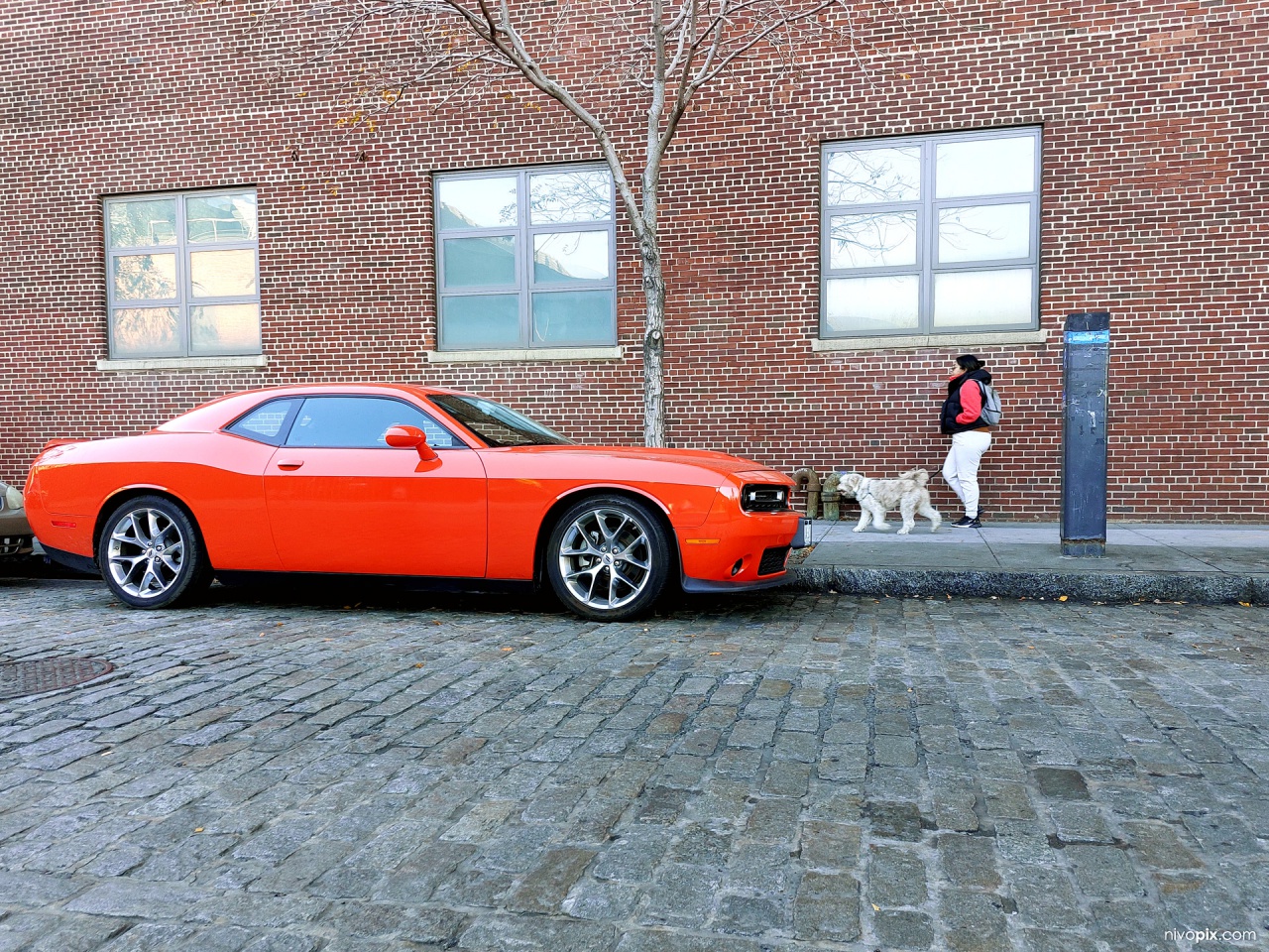 Dodge Challenger, Brooklyn