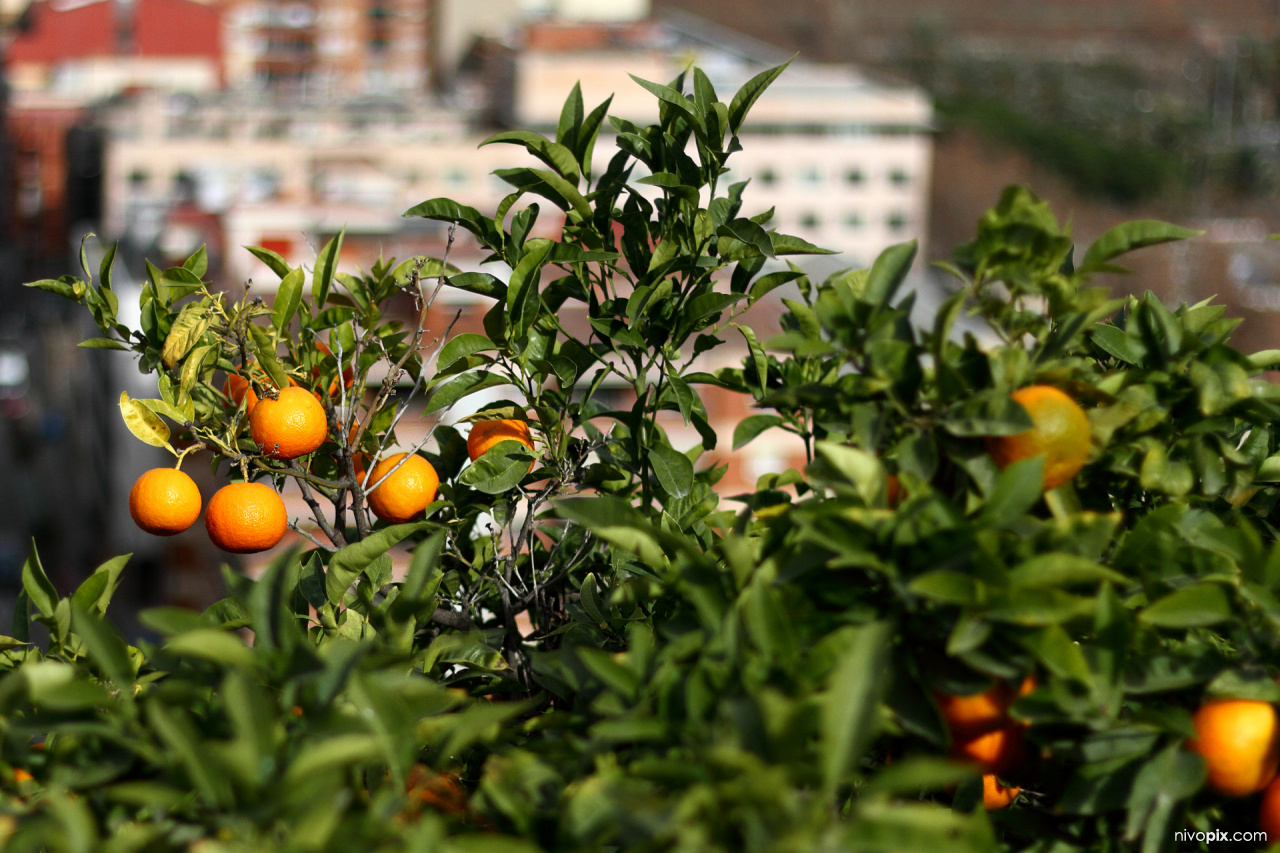 Orange trees at Montjuïc