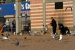 Seagulls on the beach at Coney Island