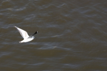 Gull flying over the Vltava river at Prague