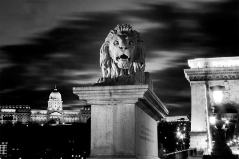 Chain Bridge's guardian lion and Buda Castle – Budapest, Hungary