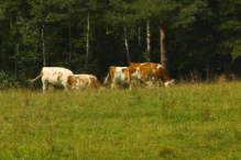 Grazing cows