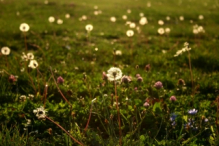 Dandelions in sunset