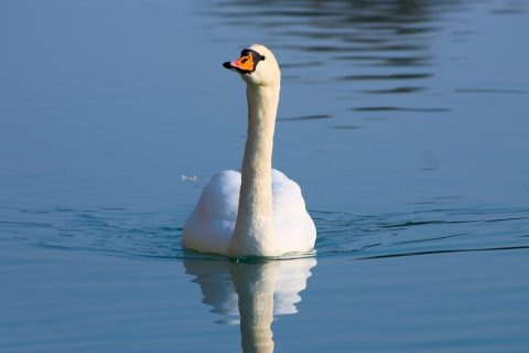 Swan at Siófok port – Siófok, Hungary