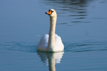 Swan at Siófok port