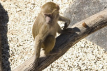 Barbary macaque