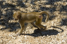 Barbary macaque