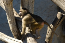 Barbary macaque