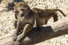 Barbary macaque