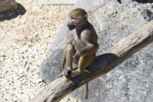 Barbary macaque