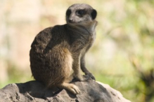 Meerkat (suricate)