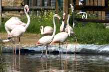 Flamingos