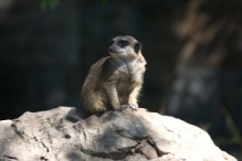 Meerkat (suricate)