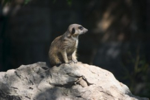 Meerkat (suricate)