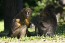 Golden-bellied mangabey