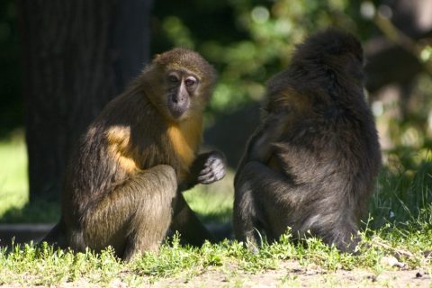 Golden-bellied mangabey – Budapest, Hungary