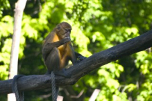 Golden-bellied mangabey