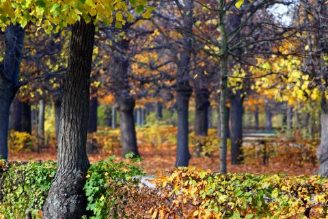 Schönbrunn Palace garden in autumn – Vienna, Austria