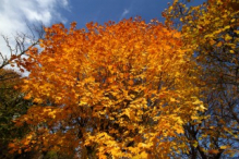 Schönbrunn Palace garden in autumn