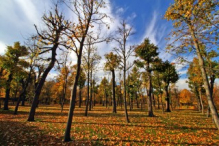 Schönbrunn Palace garden in autumn