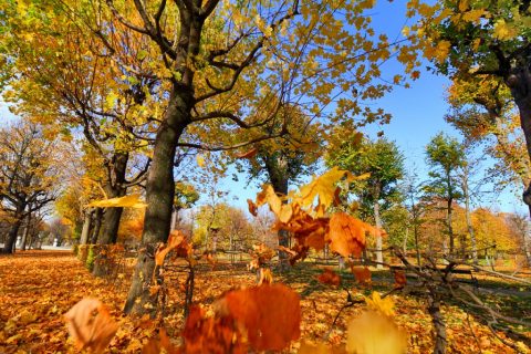 Schönbrunn Palace garden in autumn – Vienna, Austria