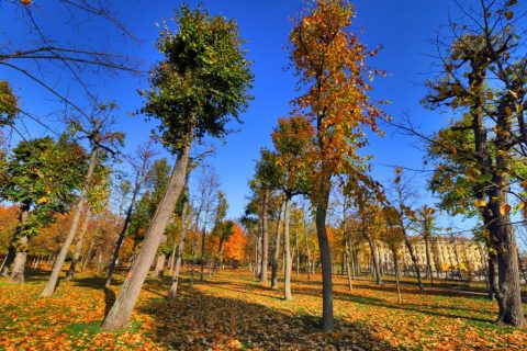 Schönbrunn Palace garden in autumn – Vienna, Austria