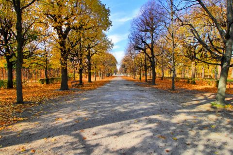 Schönbrunn Palace garden in autumn – Vienna, Austria