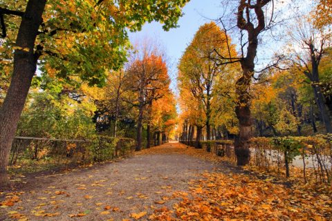 Schönbrunn Palace garden in autumn – Vienna, Austria