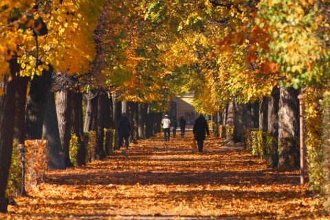 Schönbrunn Palace garden in autumn – Vienna, Austria