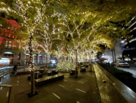 Christmas lights in Zuccotti Park