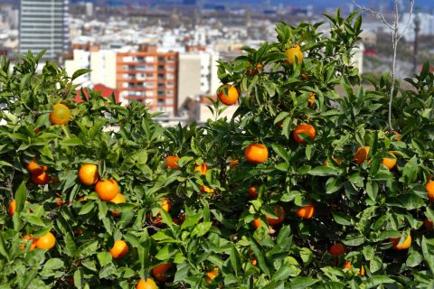 Orange trees at Montjuïc – Barcelona, Spain