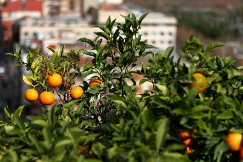 Orange trees at Montjuïc – Barcelona, Spain