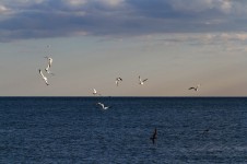 Atlantic Ocean, from Coney Island