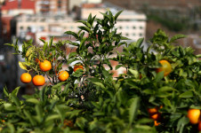 Orange trees at Montjuïc